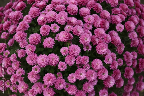 Obraz Plenty of beautiful chrysanthemum flowers