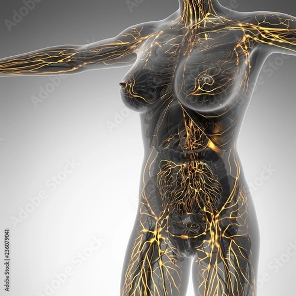 Obraz Human limphatic system with bones in transparent body