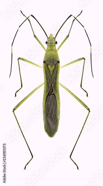 Obraz Bug Leptocorisa acuta on a white background
