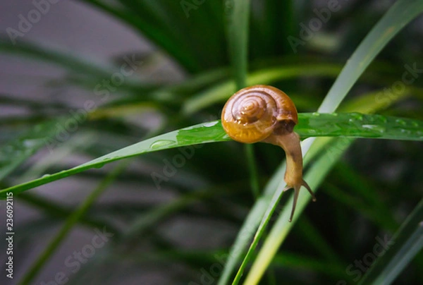 Fototapeta snail on leaf