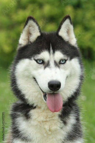 Obraz portrait du husky sibérien