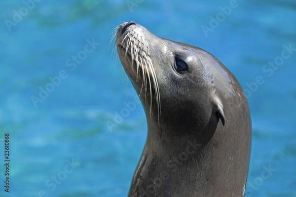 Obraz Sea lion