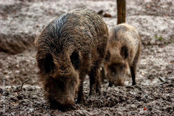 Obraz Wildschwein