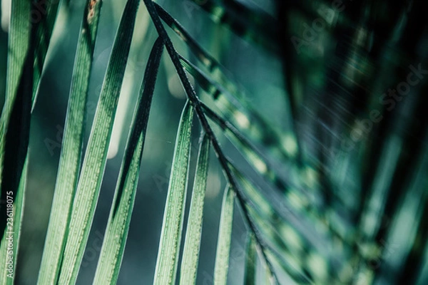 Fototapeta Hintergrund // Blatt