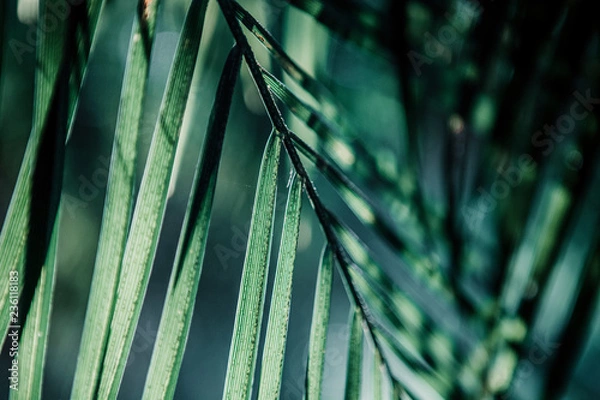 Fototapeta Hintergrund // Blatt