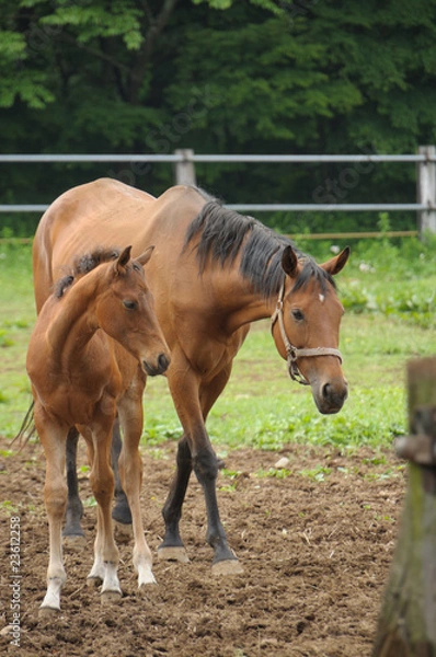 Obraz 馬の親子