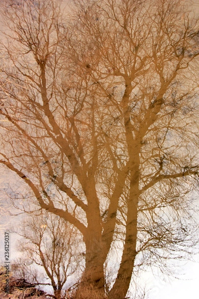 Fototapeta scene with trees reflected in the pond