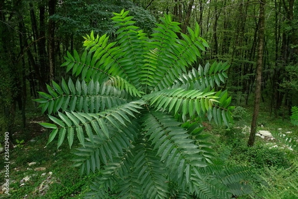 Obraz Акация южная