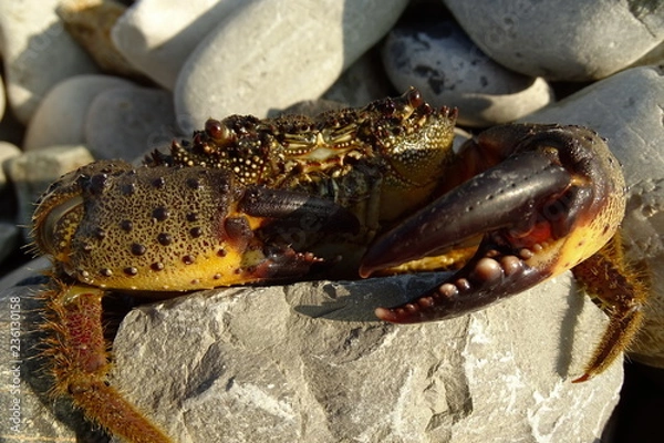 Obraz Каменный краб