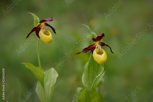 Obraz Cypripedium calceolus - orchidea pantoflowa