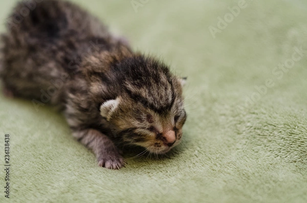 Obraz Newborn kitty crawling on a soft sheet