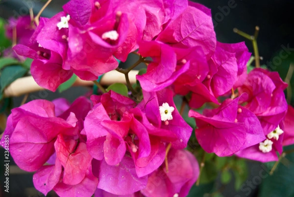 Obraz bouganville rosa