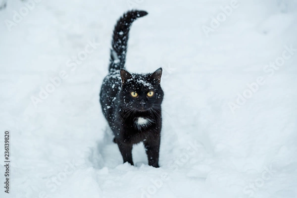 Obraz A black cat goes through the snow during a snowfall. Sneaking through the snow  cat. 