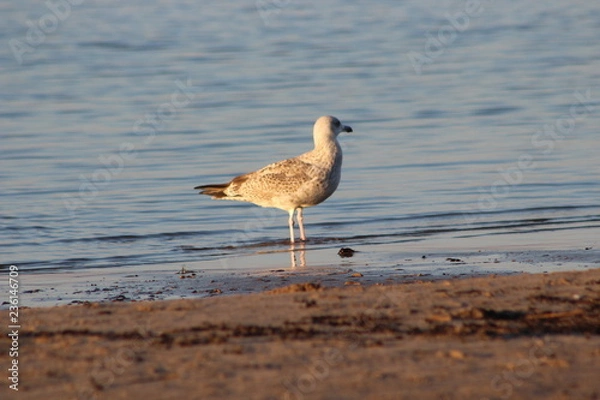 Fototapeta seagull on beach