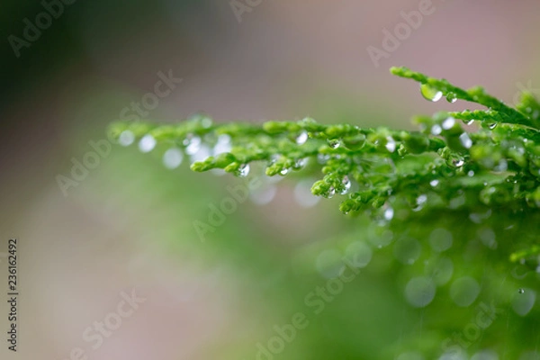 Fototapeta Macro of green pine branch with rain drops ,Pine needle with big dewdrops after rain
