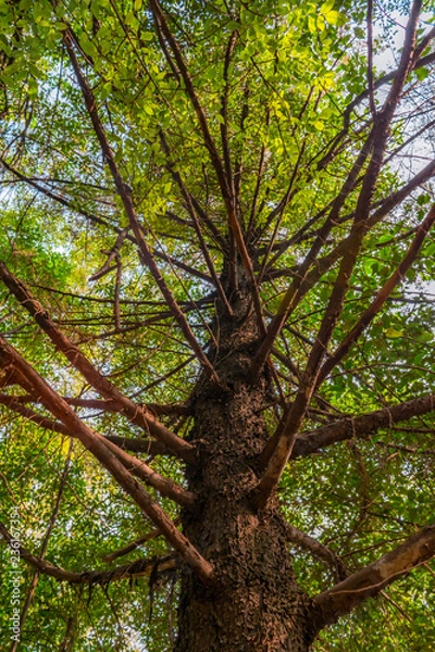 Fototapeta Low angle view of a big leafy tree