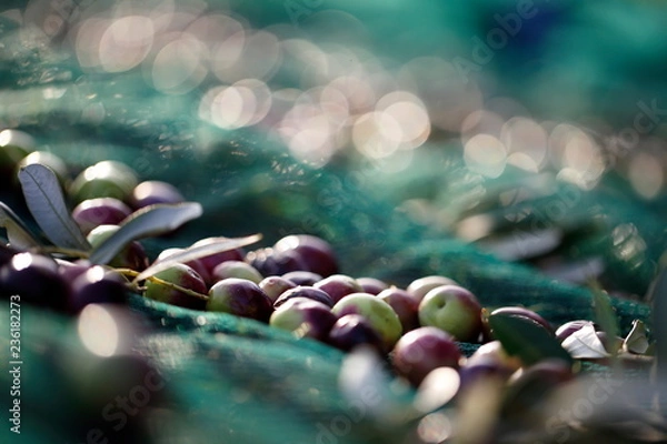 Obraz raccolta olive