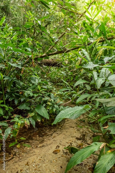 Fototapeta Water spring in the tropical forest
