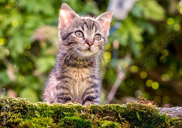 Obraz One little kitten in the garden on green background.