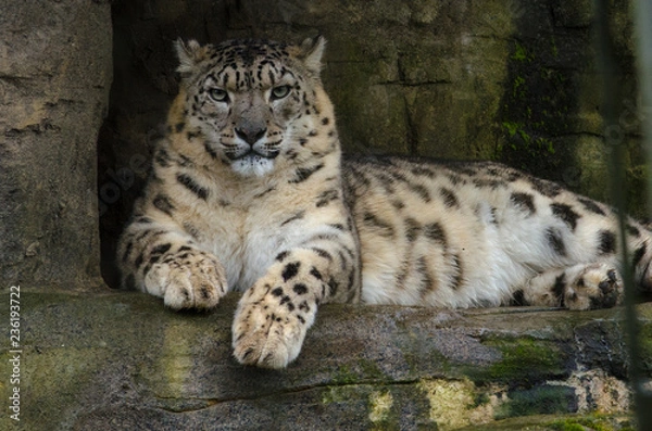 Obraz Snow Leopard
