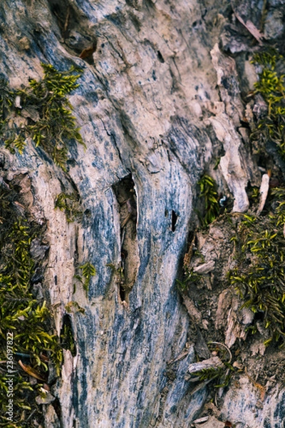 Obraz Tree bark texture
