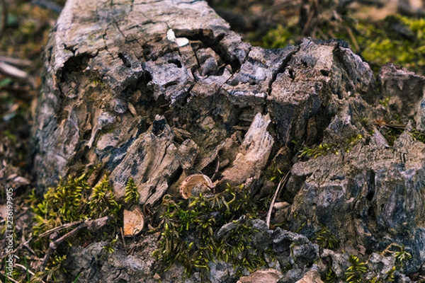 Obraz Stump texture