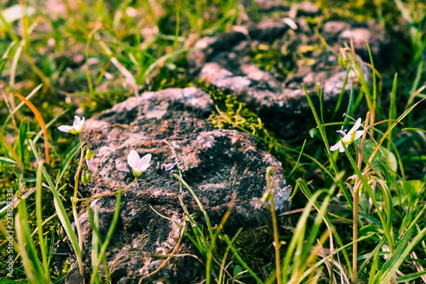 Obraz Macro flower and stump