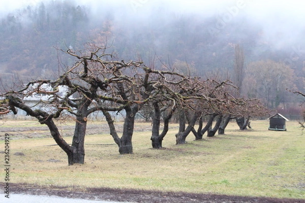 Fototapeta Trees in winter