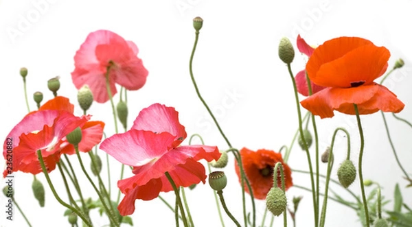 Fototapeta coquelicots