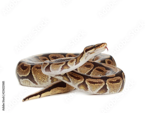 Obraz Royal Python Snake