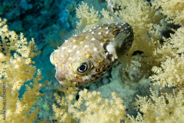 Obraz Gelbflecken Igelfisch