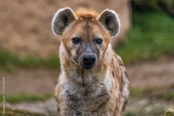 Obraz Close up of a spotted hyena