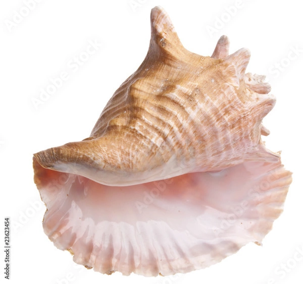 Obraz Conch Shell