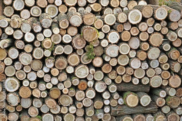 Fototapeta Firewood pile for winter