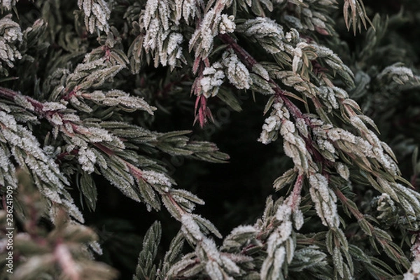 Fototapeta white frost on the branches of tree