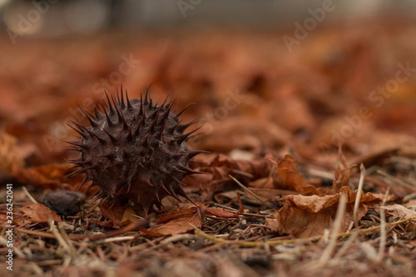 Fototapeta autumn chestnut on the ground covered with red leaves