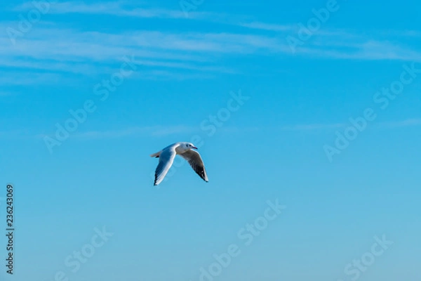 Obraz Śmieszka w powietrzu