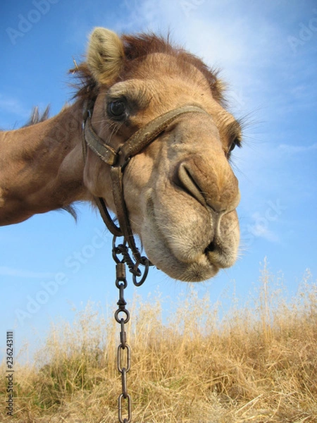 Obraz Dromadaire rigolo