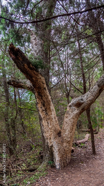 Fototapeta Tree in forest with section of white bark