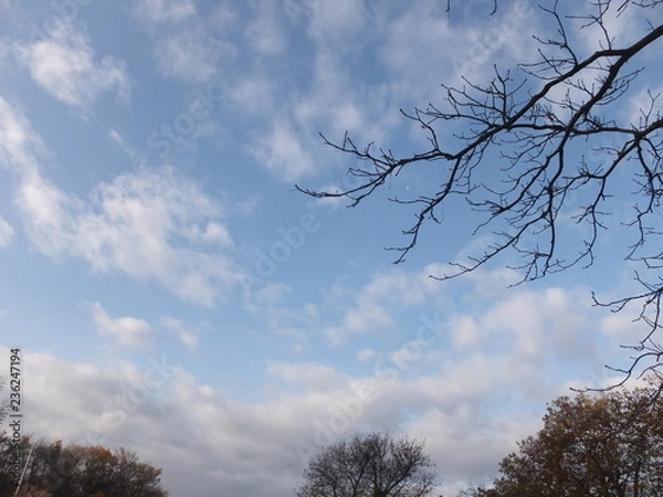 Fototapeta 空に映える針葉樹・空