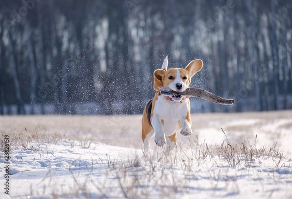 Fototapeta portrait of a Beagle dog on a walk on a Sunny winter day