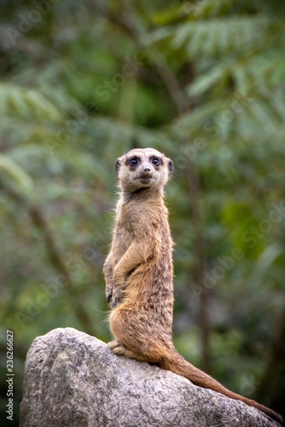 Fototapeta ミーアキャットのポートレート