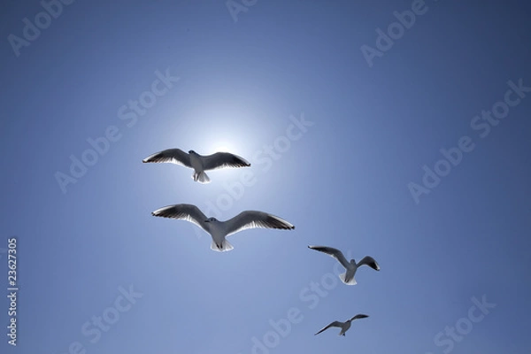 Obraz 太陽光線と複数のカモメが飛ぶ