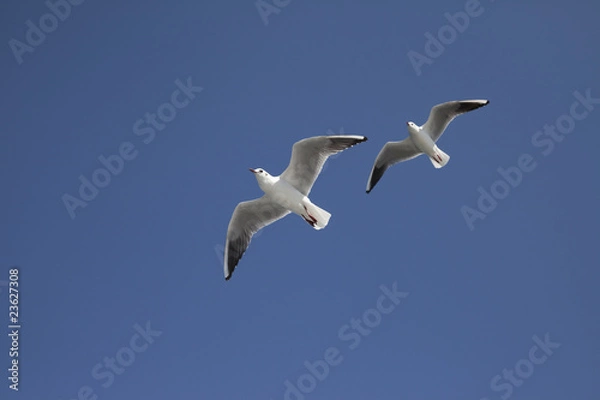 Obraz 青空に２羽のカモメが飛ぶ