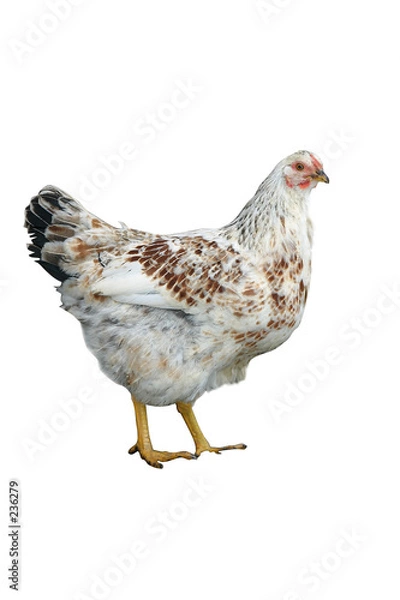 Obraz biały kurczak 2