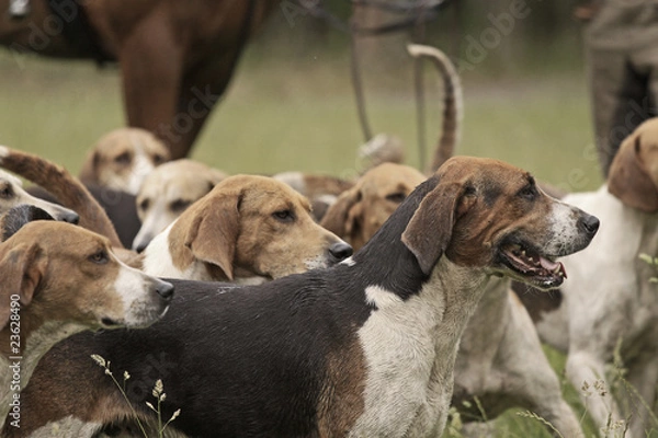 Obraz Hundemeute