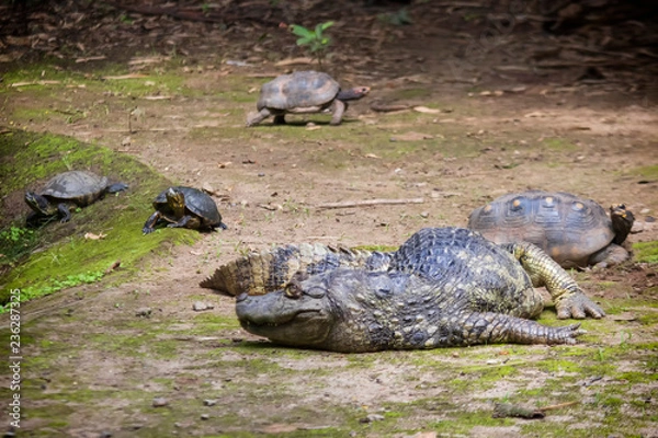 Obraz crocodile with turtle
