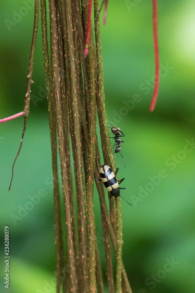 Obraz double dynamic