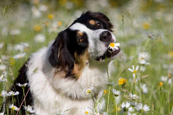 Obraz australian shepherd mit Blume 2