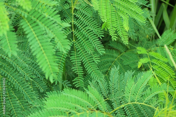 Obraz Green leafs and water reflection